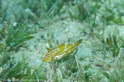 BD-121129-Aqaba-7649-Acreichthys-tomentosus-(Linnaeus.-1758)-[Matted-leatherjacket].jpg